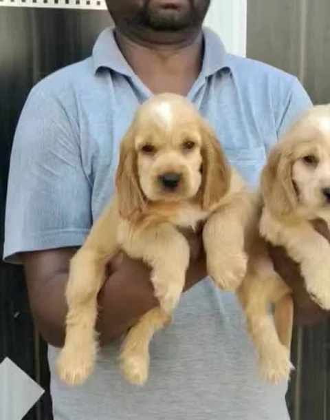 Golden #CockerSpaniels