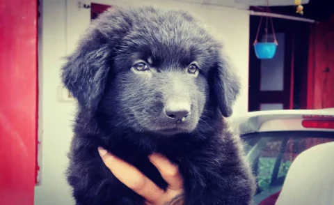 Full Black GSD (German Shepherd)