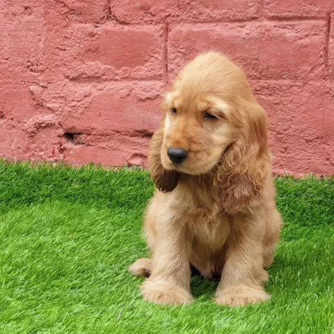 Show Quality Cocker Spaniel Golden Coat 2 months Puppy for