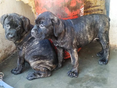Brindle #CaneCorso #Pups