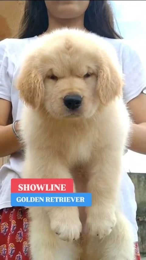 Ultimately Cute Showline Golden Retriever Puppies Available. Contact 8250-928-550