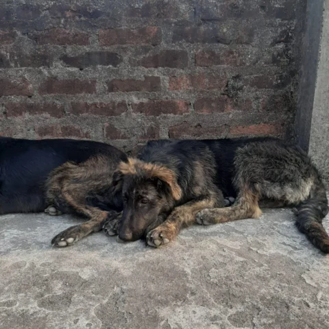 This Brindle Male Pup is available.