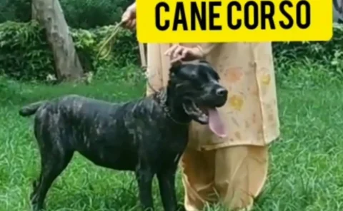 Cane Corso Female 7months old. Brindle.