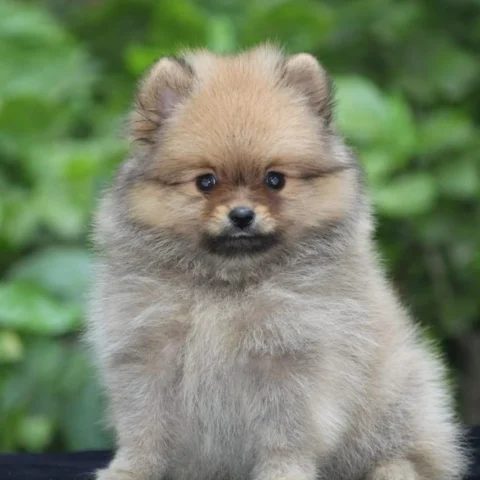 #Pedigree #Pomeranian #Puppies for #pomeranianlovers in #India.
