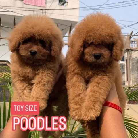 ✨Tiny Teddy Bears Alert!✨