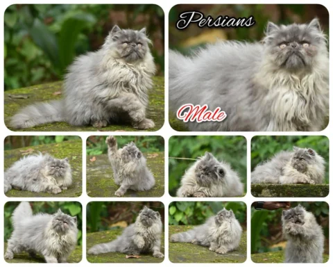 Persian Cat. Male. Kitten