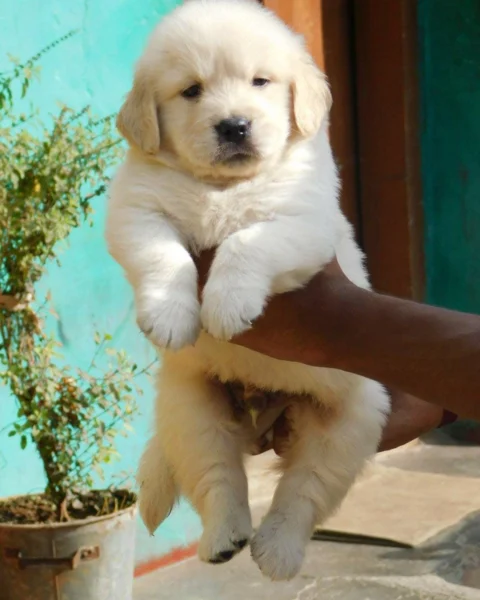 Golden Retriever Puppies Available in Bangalore