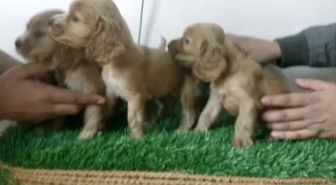 Deep Golden Coat Cocker Spaniel Puppies Ready in Siliguri. Awesome