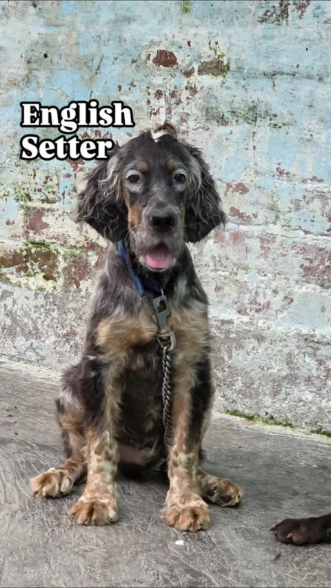 Attractive Color Pup, English Setter available in Siliguri. Vaccinated 3months
