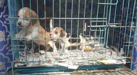 #Beagle Pair #Puppies