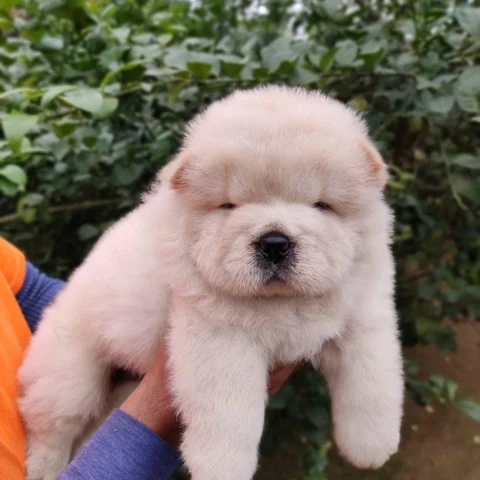 Cream Coat Chow Chow Puppies
