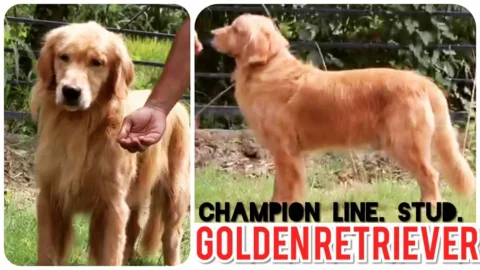 Golden Retriever