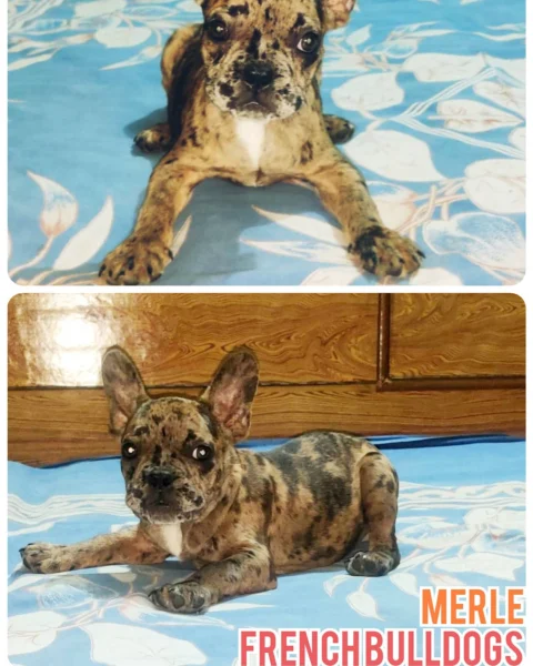 French Bulldogs are now available in Exotic Merle Coat Colors...