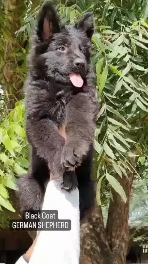 The Full Black #GermanShepherd