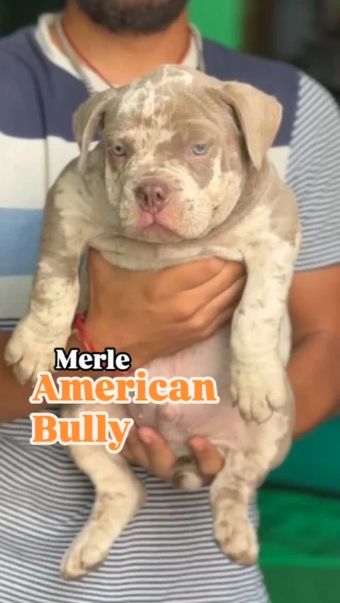 Trending: Merle Colors in American Bullies.