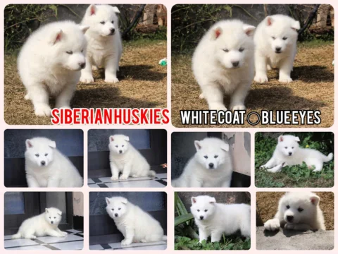 Pure White Siberian Huskies Blue Eyes KCI Registered Puppies. Sledge