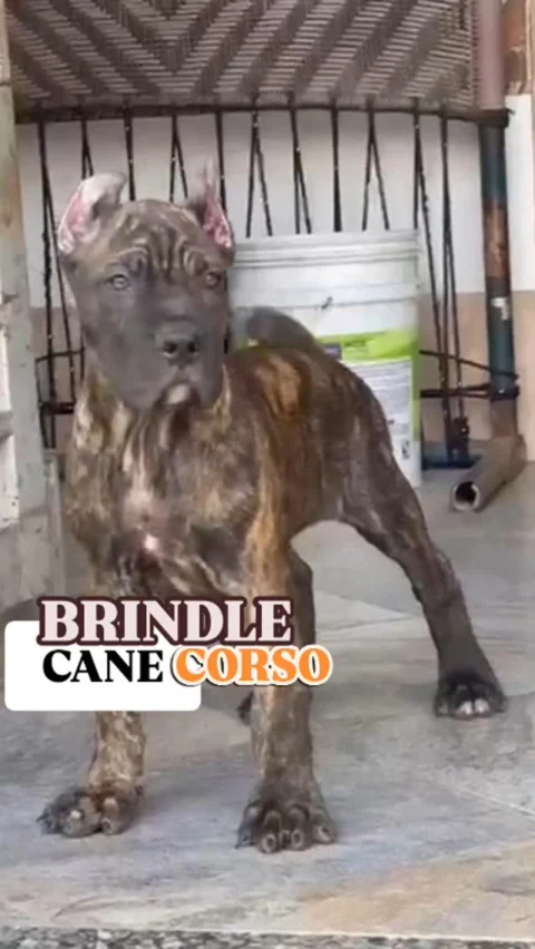 Very Attractive Brindle Cropped Cane Corso Puppy Available.