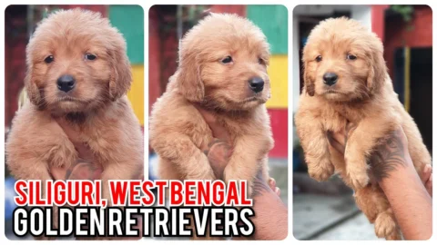#GoldenRetriever #ShowQuality #American Golden #Retriever #Puppies #Siliguri