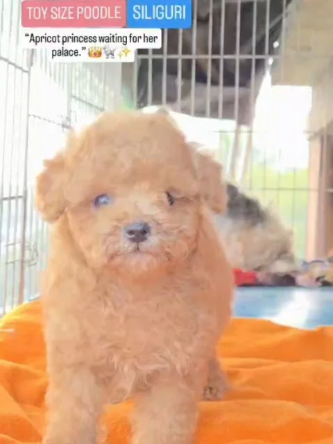 “Luxury, brains & love — in one tiny Poodle.” ✨