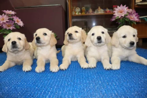 This breed likes to be active. Remember, golden retrievers are bird dogs at heart,