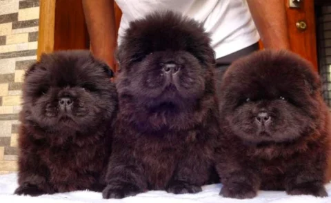 Showline Chow Chow Black Coat Puppies. White, Cream & Orange