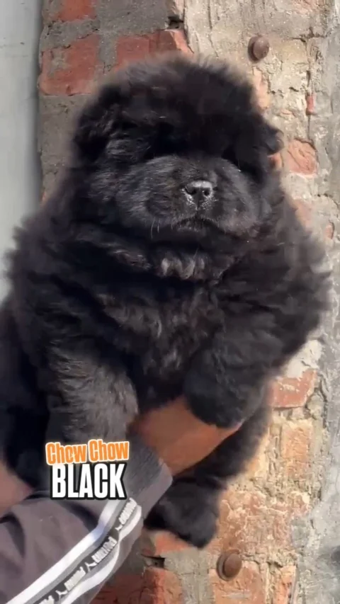 Chow Chow in Full Black...