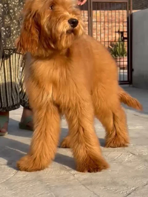 ✨ Golden Doodle Puppies ✨