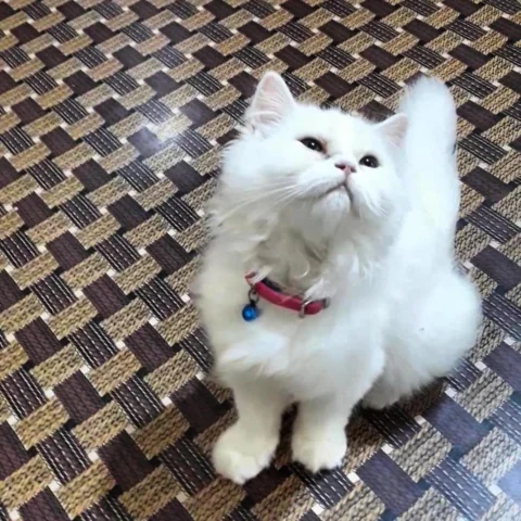 Shy Sweetheart.. wants to Play