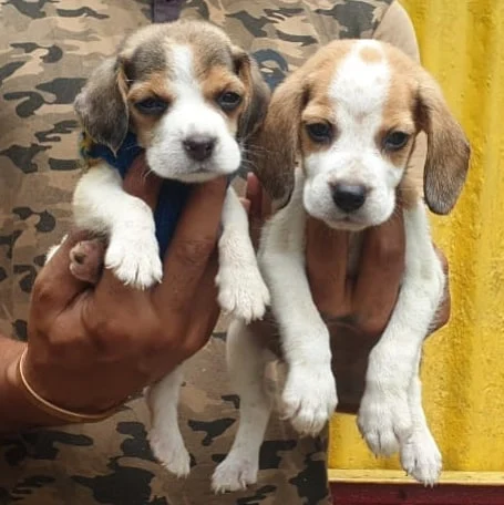 #Beagle #Puppies