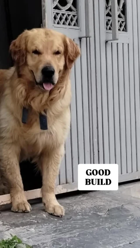 Golden Retriever Puppies Available from this Handsome Fellow. Contact: 8250-928-550