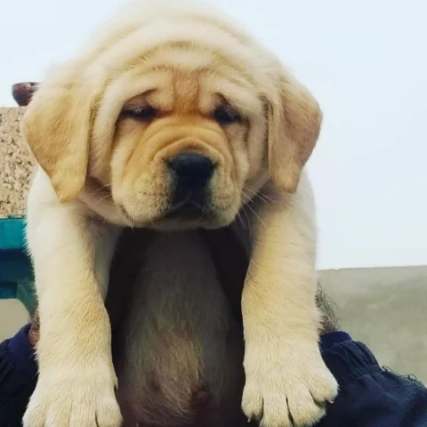 Fawn Coat Labrador Puppies