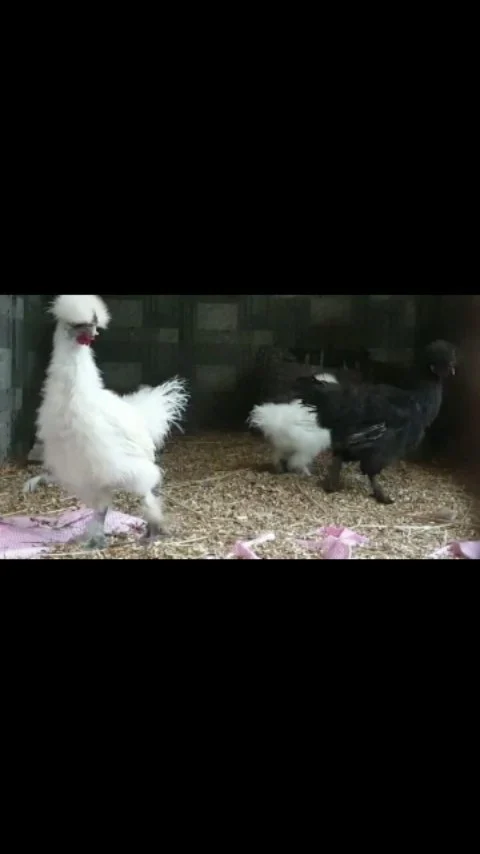 The Silkie is a breed of chicken named for its
