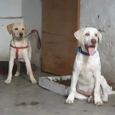 Comfused which Shade of Fawn #Labrador you want to Select.