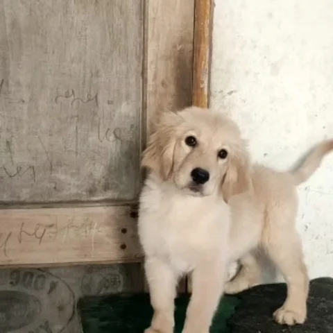 Sweet Little Eyes