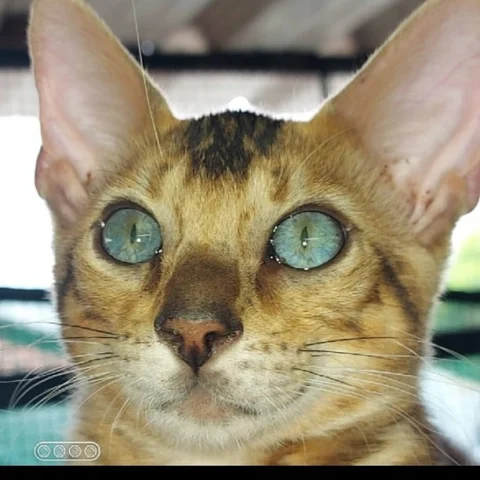 Bengal cats have very fine coats that require less maintenance.