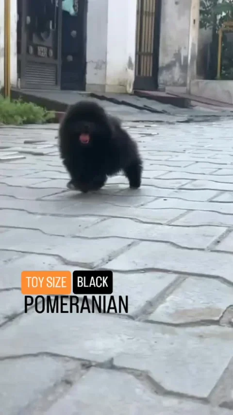 🐾 Tiny Legs. Big Personality. 🖤