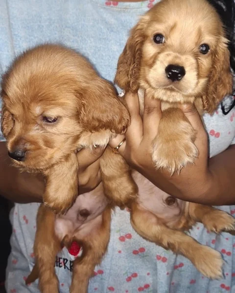 Cute Little Golden Cockers almost ready in #Siliguri