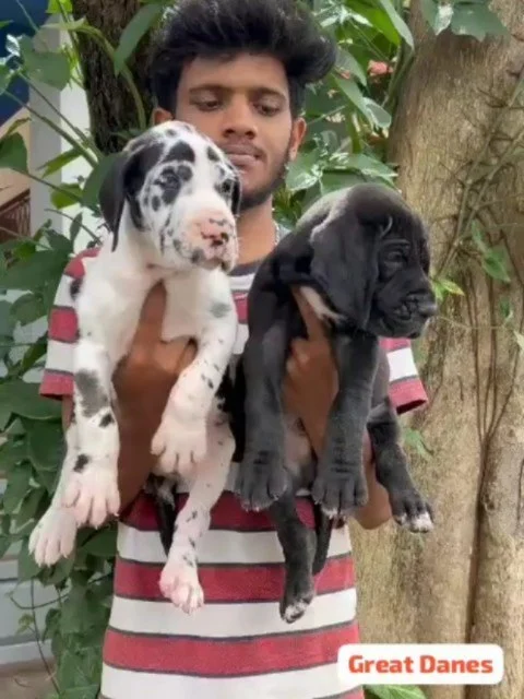 Majestic Great Danes Without Crop