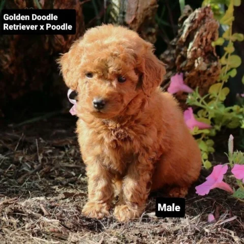 Golden Doodle