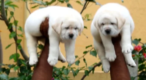 Beautiful Quality Labradors