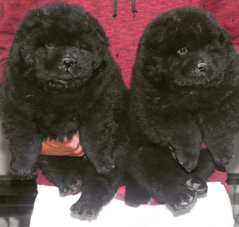 The Chow-Chow is a dog breed originally from northern China,