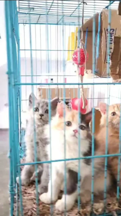 Persian Cats Available