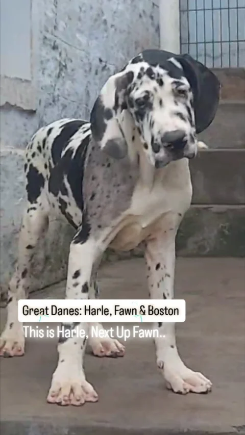 Good Great Danes Available.