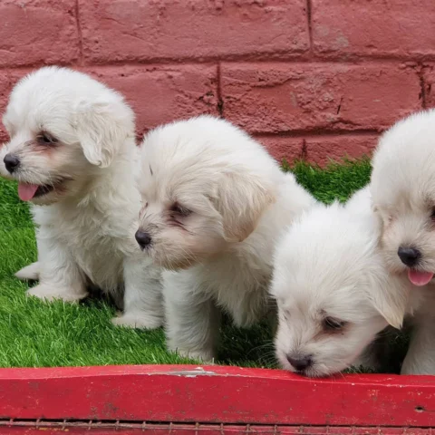 RARE White Lhasa Apso Puppies for Sale. 4 Sweet Cute