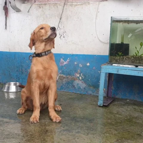 #GoldenRetriever #Puppy