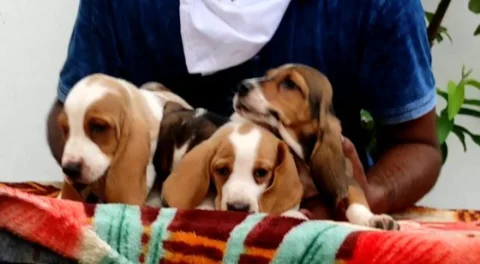 4 Little Cute Basset Hounds.