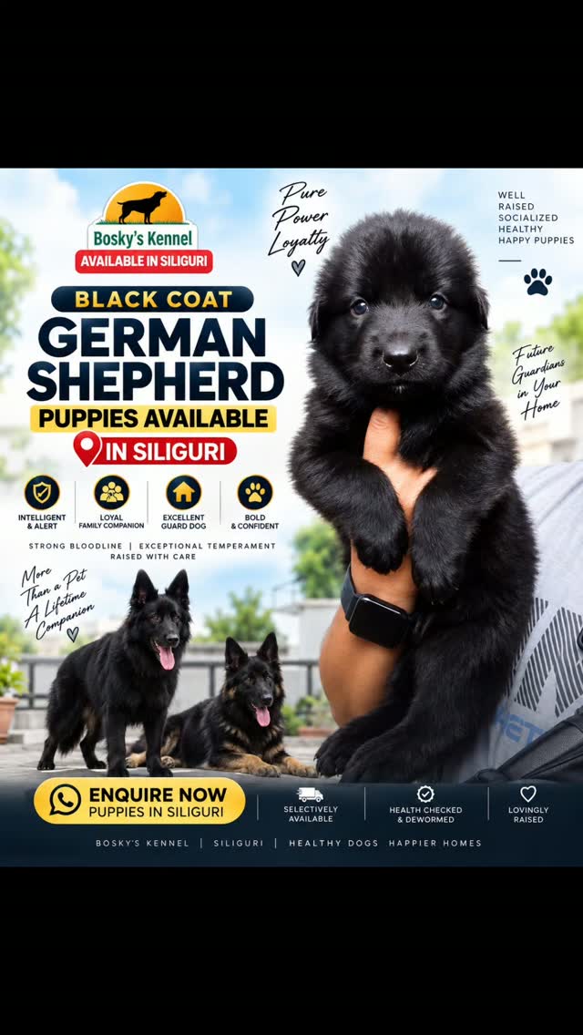 🖤 Black Coat GSD Puppies Available in Siliguri!