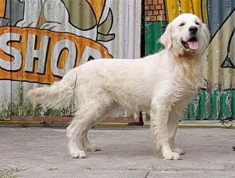 Handsome Male