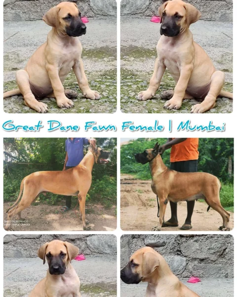 #GreatDane Fawn Female