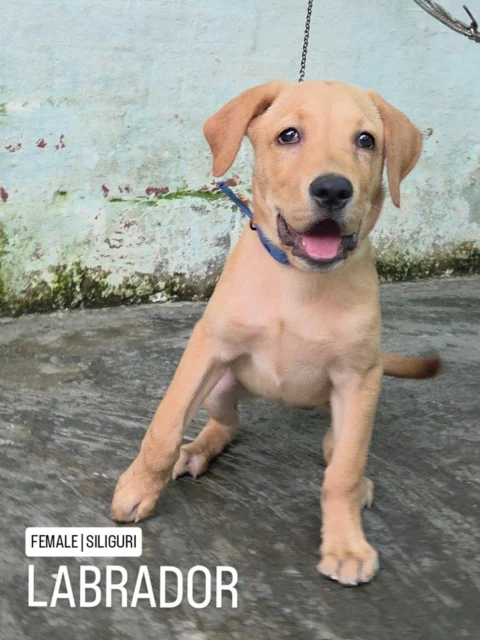 📸✨ Gorgeous Golden Labrador Female ✨📸